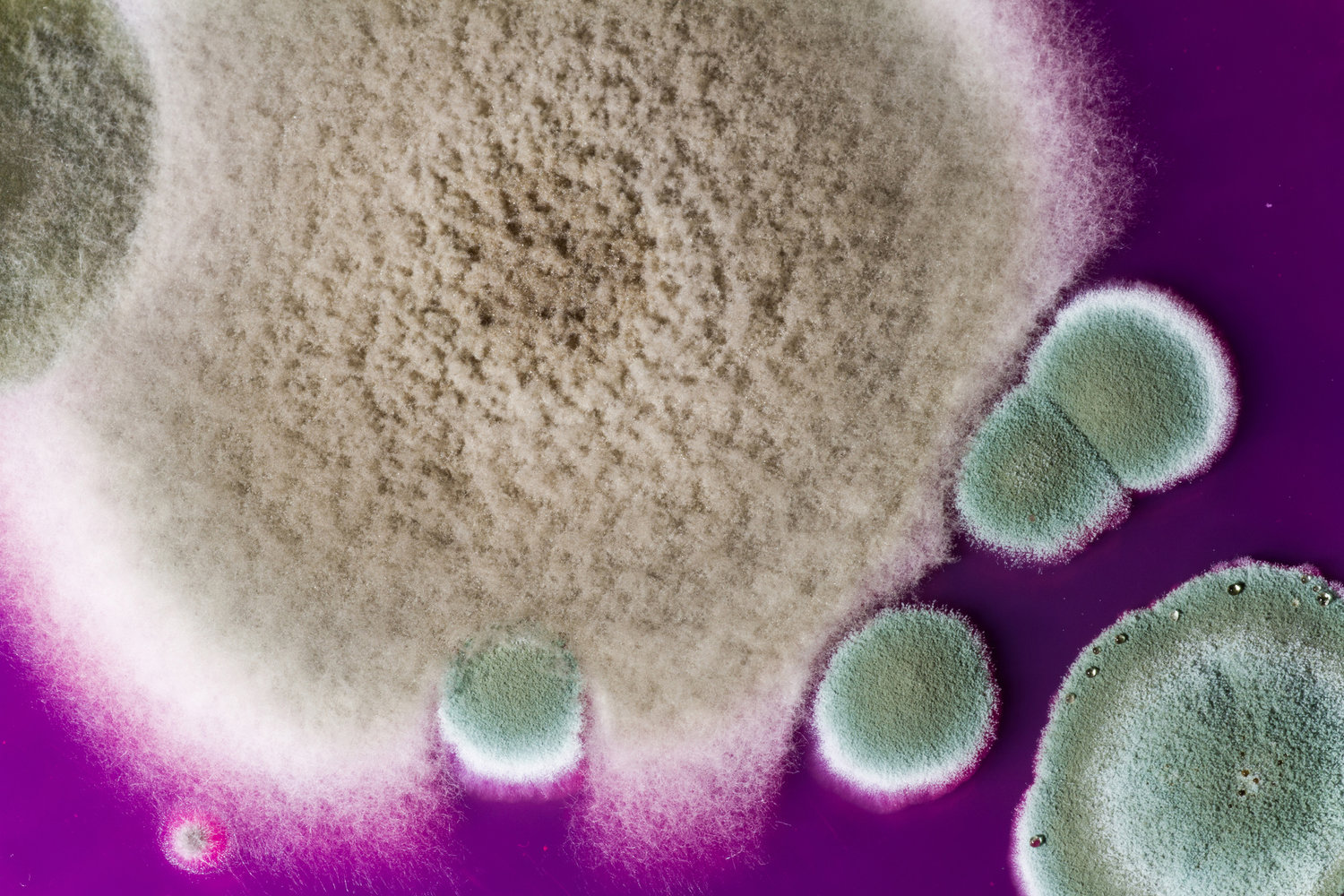 Mold