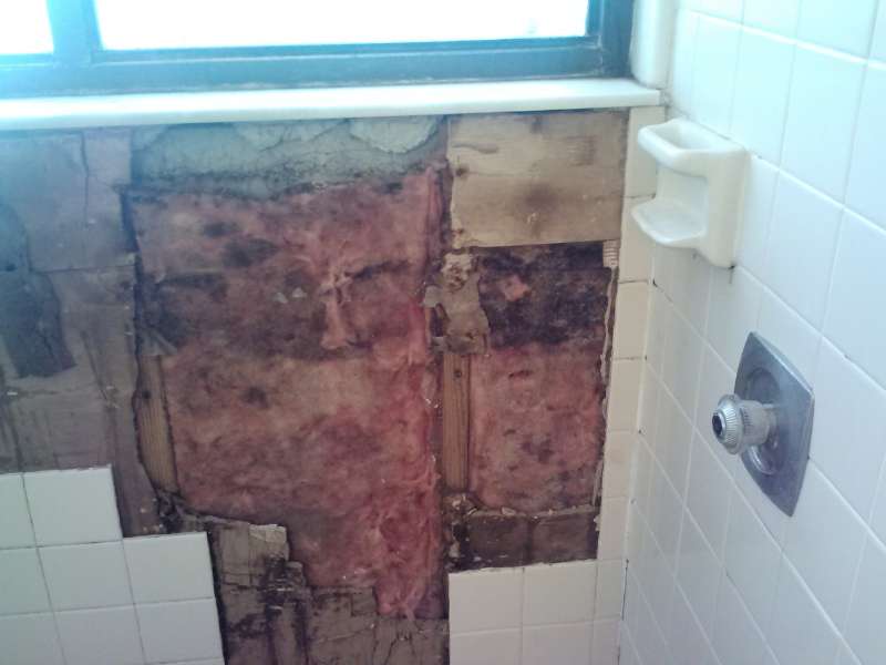 black mold 1