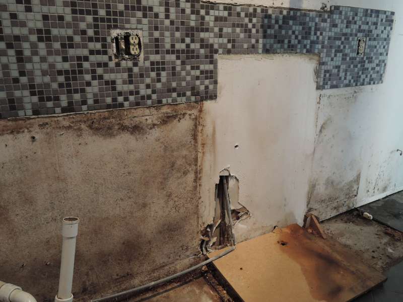 black mold 4