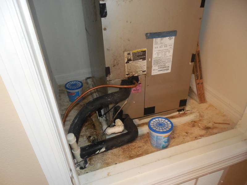 black mold 6
