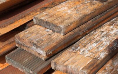The Hidden Threat: Dangers of Mold Growth Under Flooring